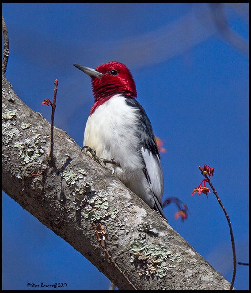 _7SB3981 red-headed woodpecker.jpg